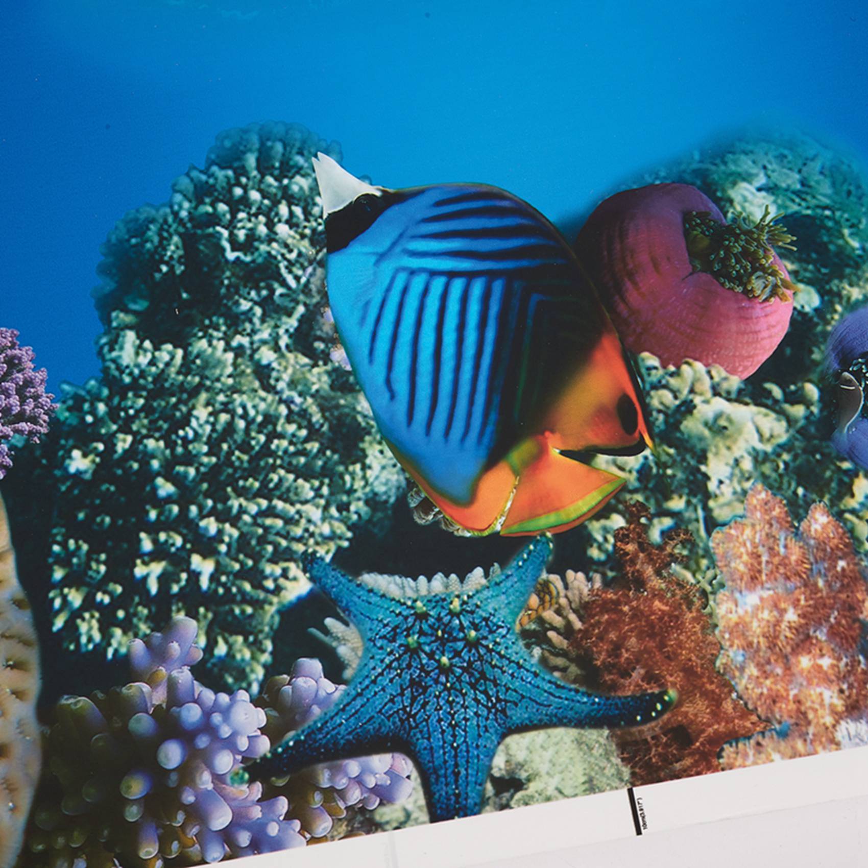 Aquarium Fish Wallpaper Hd - A77I Akvaryum Arka Plan Kağıdı HD