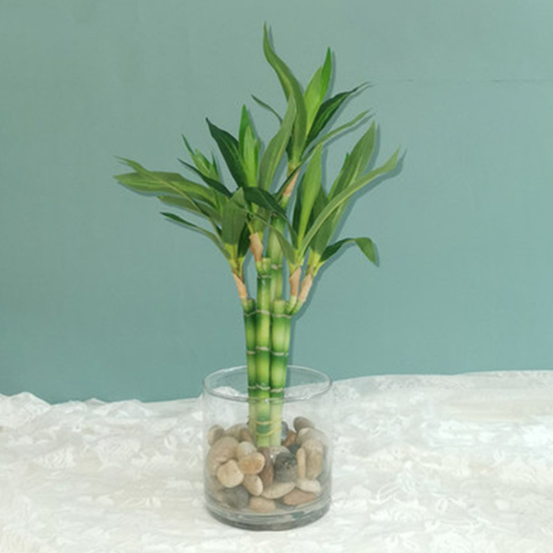 Yeni 40 cm rFtificial Şanslı B - Aquarium Fish Gallery incelemesi ve fiyatı