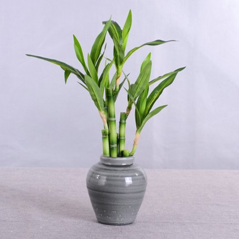 Yeni 40 cm rFtificial Şanslı B - Aquarium Fish Gallery incelemesi ve fiyatı