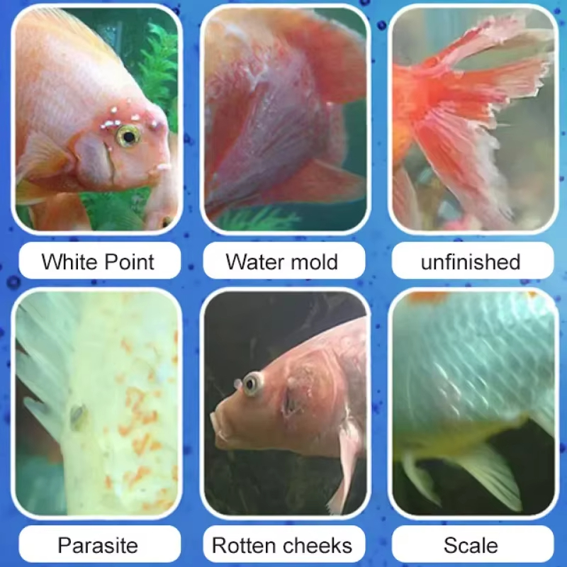SIKEZHAN Balık Hastalığı Tedav - Aquarium Fish Freshwater incelemesi ve fiyatı