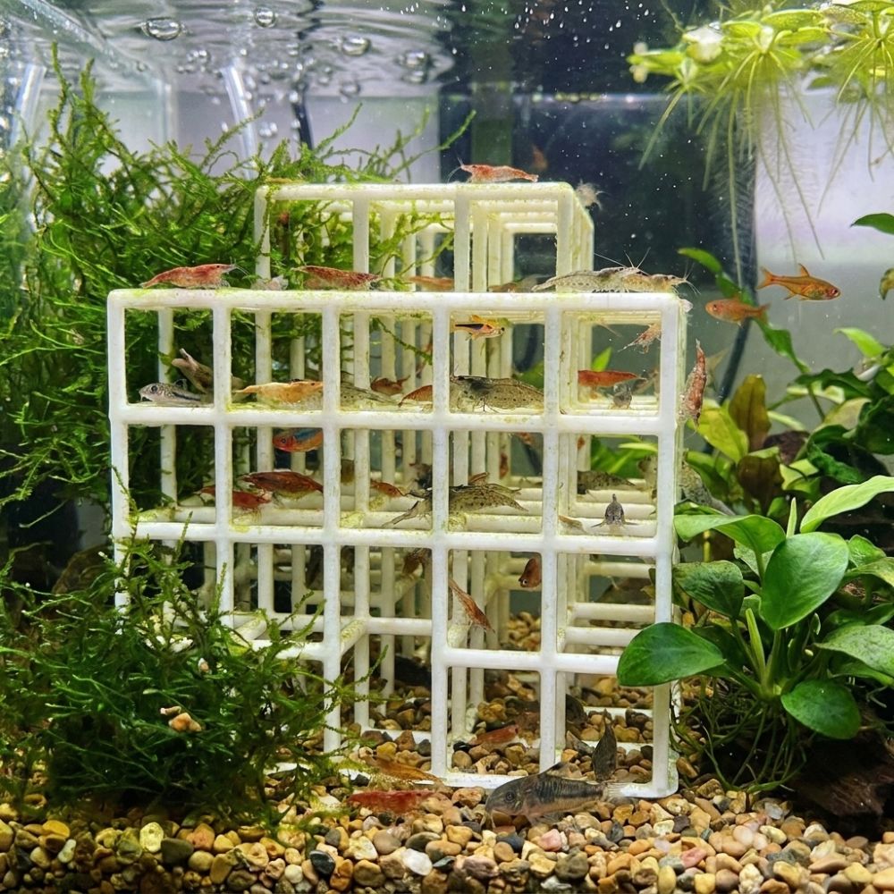 3D Baskılı Balık Karides Sakla - Aquarium Fish Games incelemesi ve fiyatı